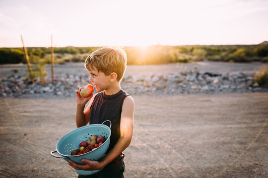 Young Boy with Fresh Harvested Tomato at Sunset in Desert Landscape