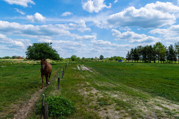 Koń Polski © Stanisaw