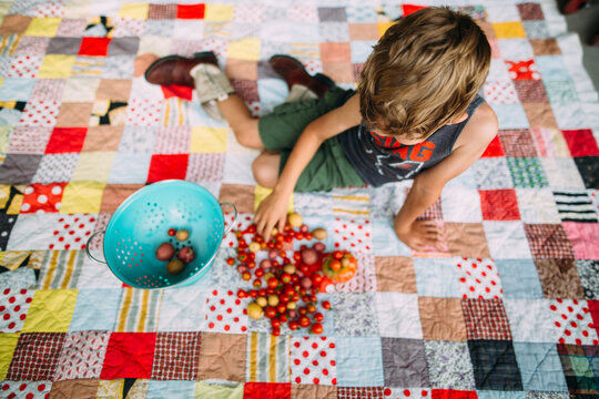 Young Boy Sorting Fresh Harvested Cherry Tomatoes and Potatoes on Patchwork Quilt