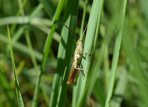 Tiny green grass hopper on grass blade