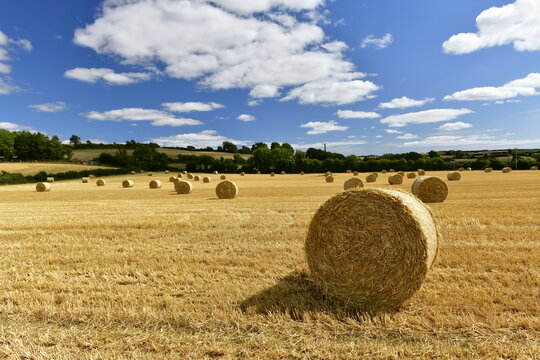 Campile,Ballyhack,Co Wexford, Ireland. Early fodder for cattle, with no rain and a heatwave no more feed has grown.
