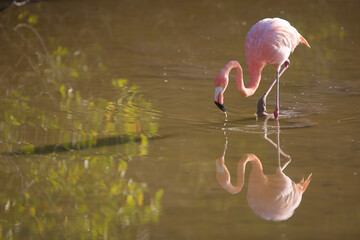 Galapagos flamingo on the Galapagos Islands © willtu