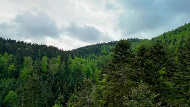 Drone shot flying over lush treetops of coniferous and deciduous forest under overcast spring sky.