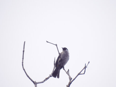 Sooty-headed bulbul (Pycnonotus aurigaster), commonly known in Indonesia as the burung kutilang or cucak kutilang