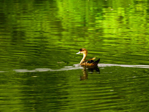 Lesser whistling duck (Dendrocygna javanica), also known as the lesser whistling teal or belibis kecil