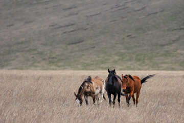 Three Free-Roaming Horses in High-Altitude Andean Páramo Grassland in Antisana Ecological Reserve, Ecuador, South America © Ludovic