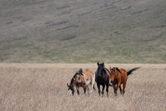 Three Free-Roaming Horses in High-Altitude Andean P&aacute;ramo Grassland in Antisana Ecological Reserve, Ecuador, South America