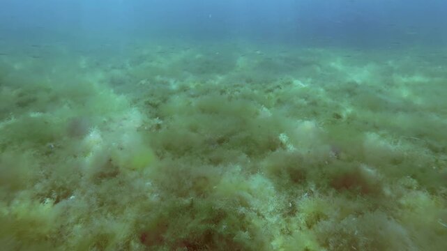 Moving forward over dense patterned colorful fluffy mat of hairweed growing on seabed under vibrant sunshine with small sand smelt fish swimming above soft, multicolored algae meadow in sun flare.