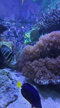 Tropical fish swimming near coral reef, vertical video