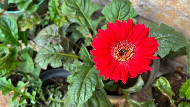 Red gerbera daisy flower blooming against a rustic wooden background, showcasing vibrant red petals and a detailed central disk in a natural close up view.