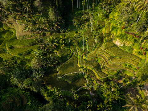 Tegalalang Reisterassen, Bali, Indonesien