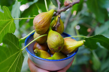 Fototapeta premium Freshly Harvested Organic Figs in a Ceramic Bowl Under a Leafy Branch