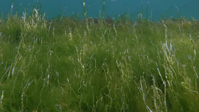 Close-up of concrete wave breaker flat top covered with bright green string weed Enteromorpha intestinalis waving in sea tide as small sand smelt Atherina fish swim on blue water background.
