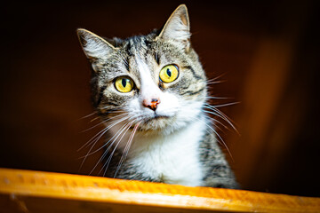 Gato © Cristian