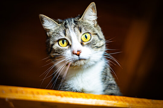 Gato