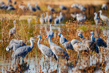 Naklejka premium Sandhill cranes gathering in wetland habitat during migration season