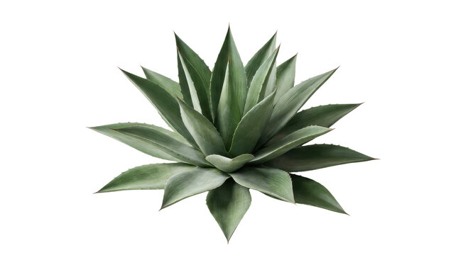 Isolated vibrant green Agave succulent plant with sharp pointed leaves and a clean transparent background perfect for botanical design projects