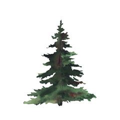 Fototapeta premium Evergreen Spruce, pine or coniferous tree with fluffy green branches. Hand drawn watercolor isolated