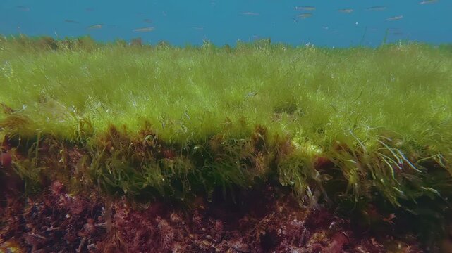 Camera moving parallel to wall submerged seawall structure overgrown with sea Mediterranean mussels and red algae with vibrant green Enteromorpha algae carpet on flat top as silverside fish swimming.