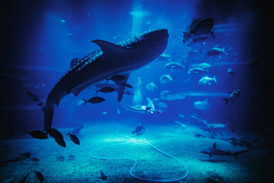 Whale Shark in the tank