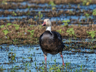 Blue Morph Snow Goose Standing in Wetland Habitat at Sacramento Wildlife Refuge © Leon Burda