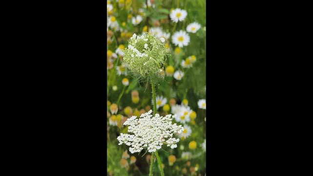 Close-up of a wild carrot (Daucus carota) flower head with its characteristic dark central floret. White umbels stand out against blooming daisies and green meadow vegetation on a sunny summer day.