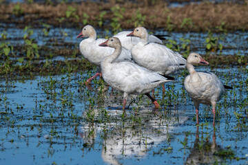 Flock of white geese wading in shallow wetland at Sacramento Wildlife Refuge © Leon Burda