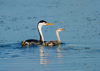 Clark's grebe adult and chick swimming together in calm blue water © Leon Burda