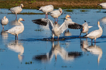 Flock of Ross's geese wading and flapping wings in shallow wetland habitat © Leon Burda