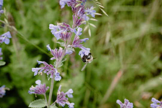 Bumblebee flying toward catmint blossoms