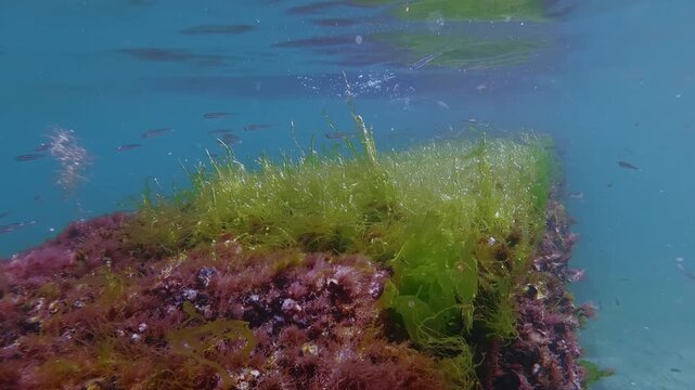 School of sand smelt fish swimming over submerged concrete seawall overgrown with vivid green Ulva and red seaweeds reflecting in water surface, swaying in current and releasing tiny oxygen bubbles.