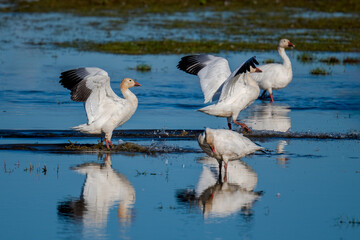 Ross's geese gathering and preening in shallow wetland waters © Leon Burda
