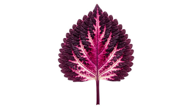 Vibrant purple coleus leaf isolated on white background, exotic tropical plant foliage, colorful botanical leaf with serrated edges