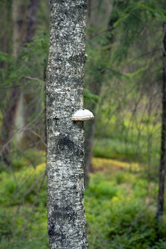 Baumschwamm
