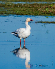 Ross's goose standing in shallow water at Sacramento Wildlife Refuge © Leon Burda