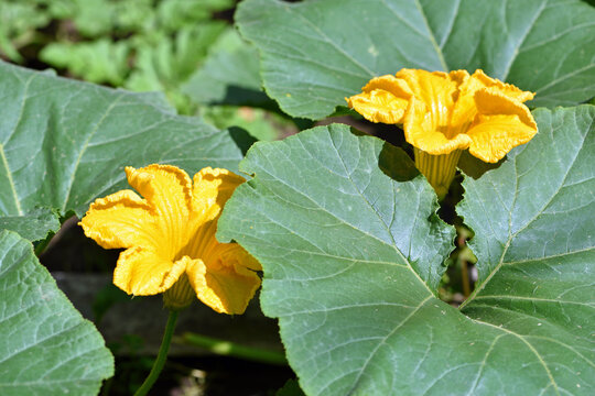pumpkin flower and leaves. Autumn harmony pumpkins blooming with large yellow flowers close-up. good harvest, farmland, agriculture. vegetable bed. The beauty of nature. Background trailing plant