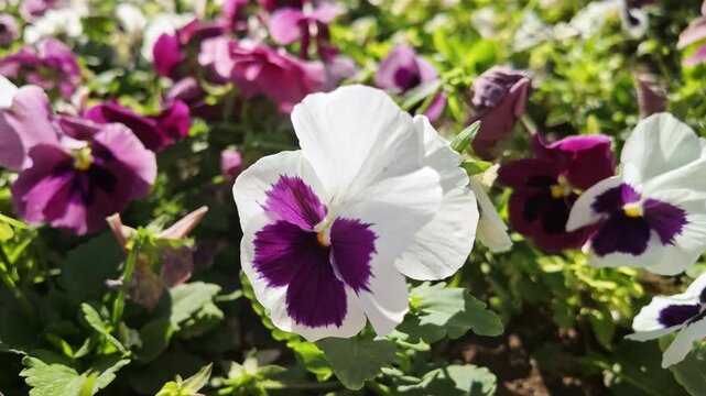 White and purple pansy flowers bloom closely together in a sunny garden flower bed.