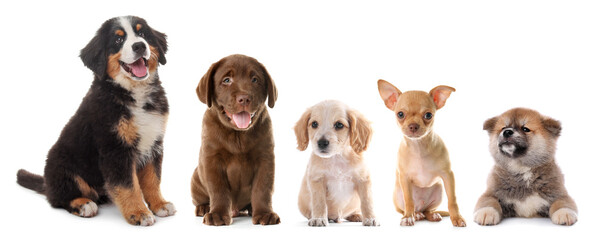 Naklejka premium Cute puppies of various breeds on white background, collection. Baby animal