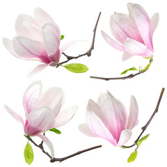 Delicate magnolia flowers isolated on white, set © New Africa
