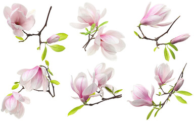 Pink magnolia flowers isolated on white, set © New Africa