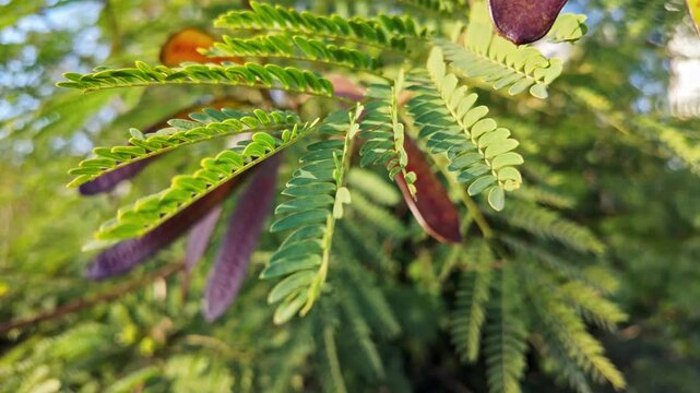 Closeup of honey locust delicate green foliage with purple seed pods hanging in sunlight.