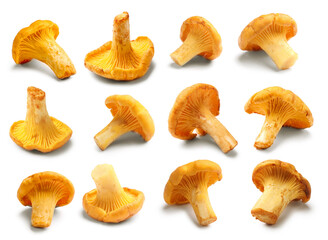 Fresh chanterelles isolated on white, set. Edible mushrooms © New Africa