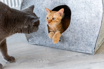 Grey and Ginger Cats Interacting Near Felt Cat House Indoors © Nataliya