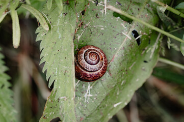 Snail shell resting on a nettle leaf © LeifOliver