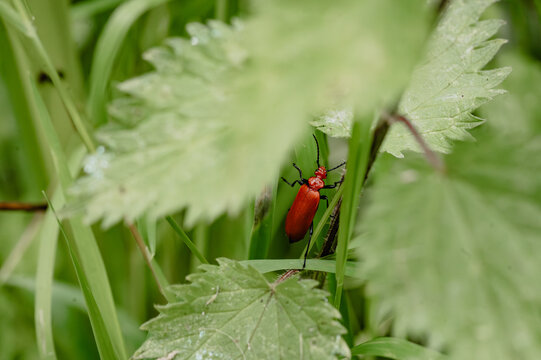 Red cardinal beetle climbing a blade of grass