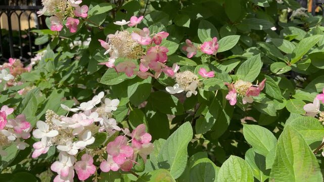 Bumblebee pollinating pink and white hydrangea flowers in summer garden