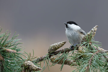 Willow Tit Perched Among Pine Cones © DK Visuals 