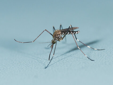 M&uuml;cke - Asiatische Tigerm&uuml;cke auf neutralem Hintergrund; Mosquito, Asian tiger mosquito, Aedes albopictus (Stegomyia albopicta), forest mosquito