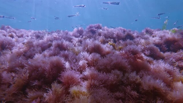 Scenic marine landscape of soft pinkish red filamentous seaweed and spots of yellow-brown algae and green Ulva foliage waving in ocean flow flares in sun burst, overhead swims sand smelt in blue water