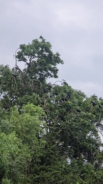 Flock of black birds sitting perched on green leafy tree branches high top outdoors against cloudy overcast gray sky background in nature summer day.